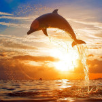 Splashing-sea-waves-of-dolphins-jumping-in-the-sunset_large